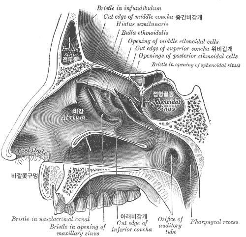  / Gray's Anatomy 1918 